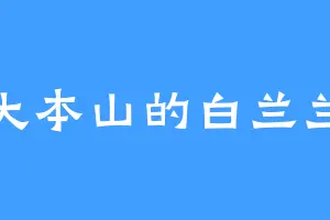 大本山的白兰兰