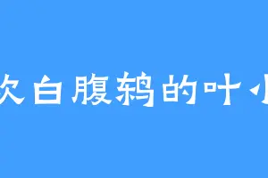 喜欢白腹鸫的叶小琼